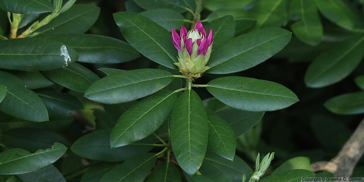 Alpine-rose (Rhododendron ferrugineum) - Alpine-rose