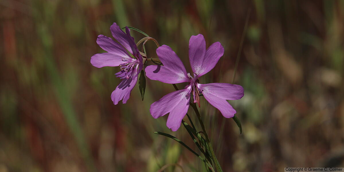 Twolobe Clarkia (Clarkia biloba) - Twolobe Clarkia