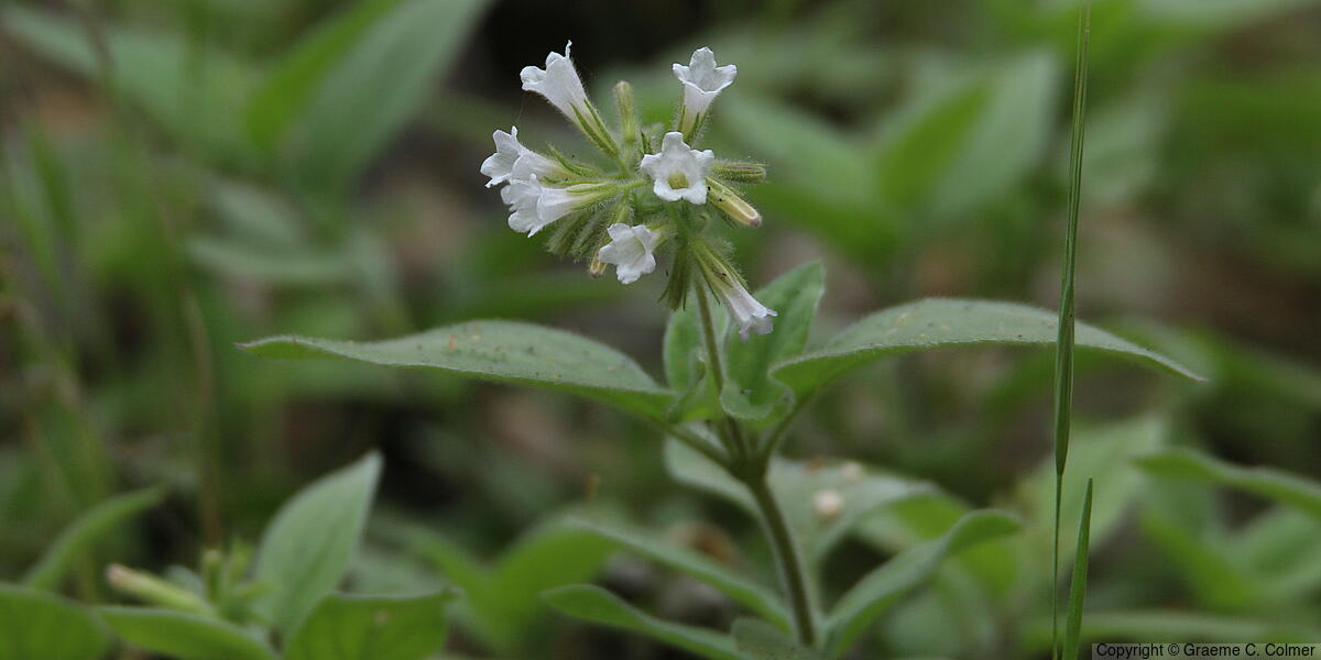 Violet Draperia (Draperia systyla) - Violet Draperia