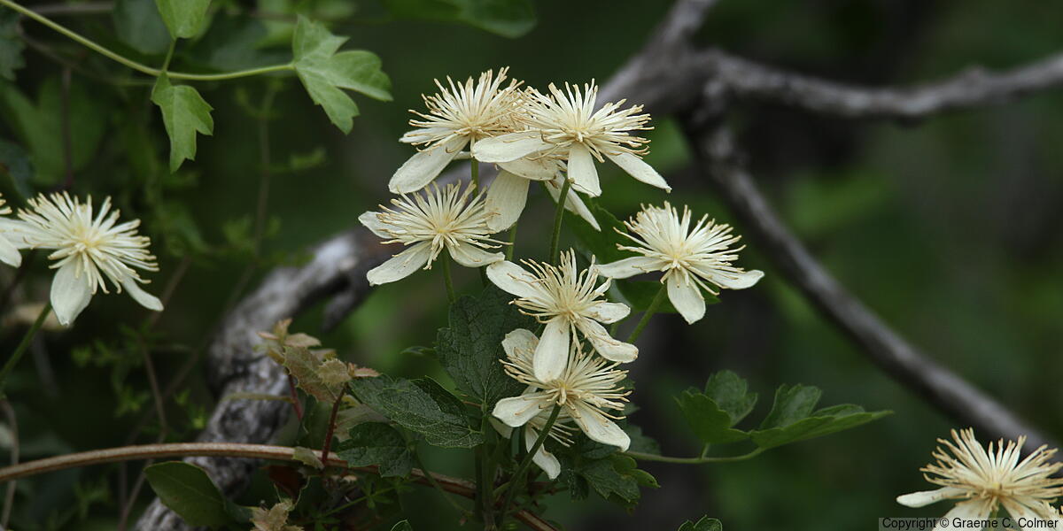 Pipestem Clematis (Clematis lasiantha) - Pipestem Clematis