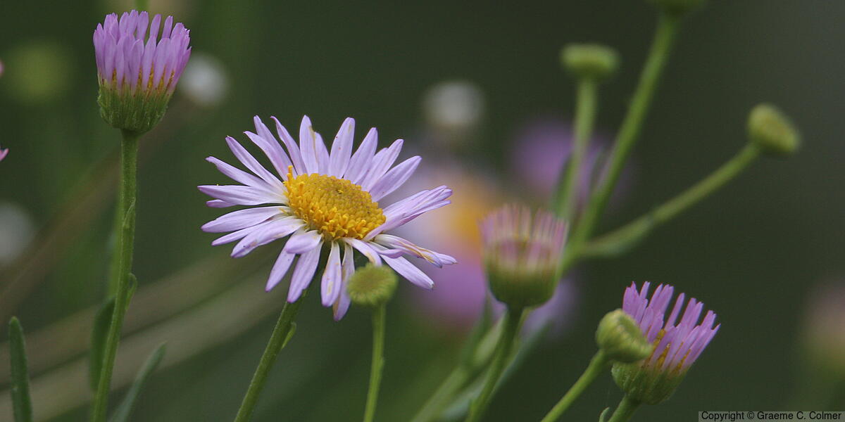 Leafy Fleabane (Erigeron foliosus) - Leafy Fleabane