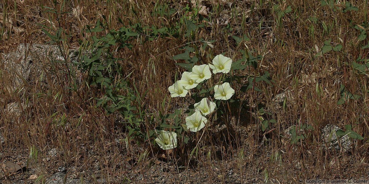 Chaparral False Bindweed (Calystegia occidentalis) - Chaparral False Bindweed