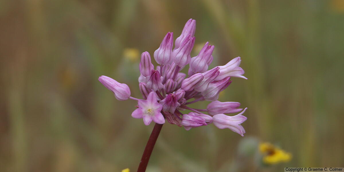 Twining Snakelily (Dichelostemma volubile) - Twining Snakelily