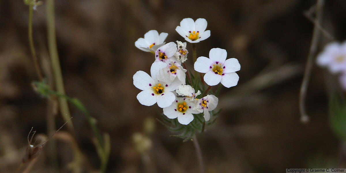 Mustang Clover (Leptosiphon montanus) - Mustang Clover