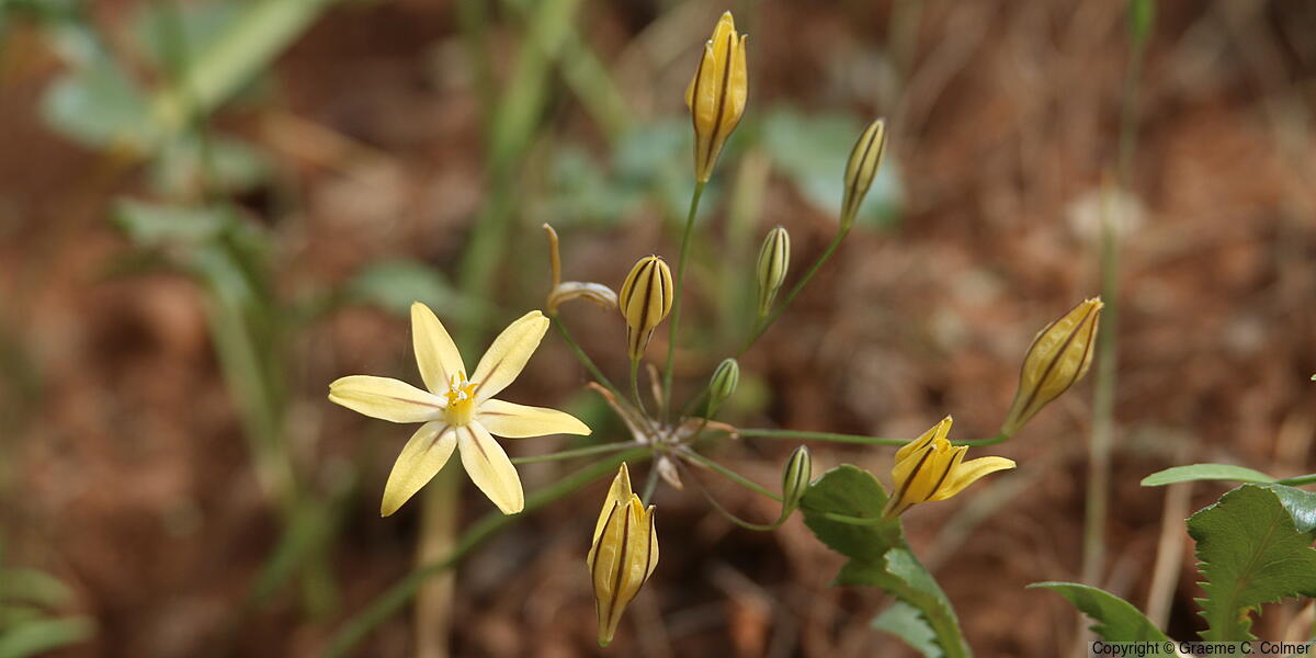 Prettyface (Triteleia ixioides) - Prettyface