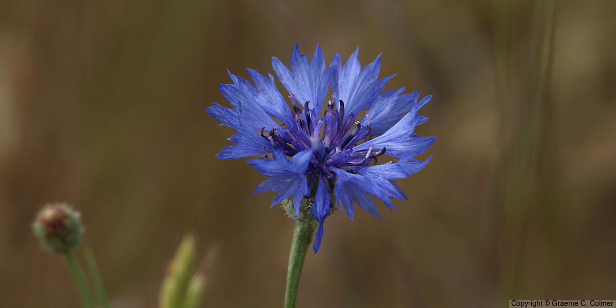 Garden Cornflower (Centaurea cyanus) - Garden Cornflower