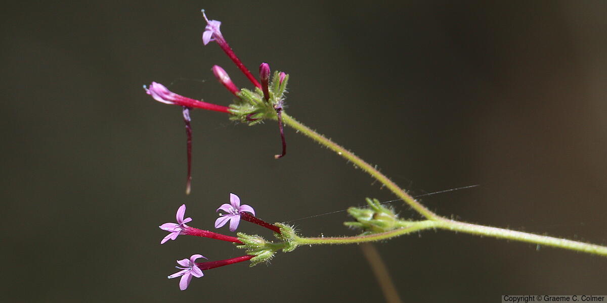 Purple False Gilyflower (Allophyllum divaricatum) - Purple False Gilyflower