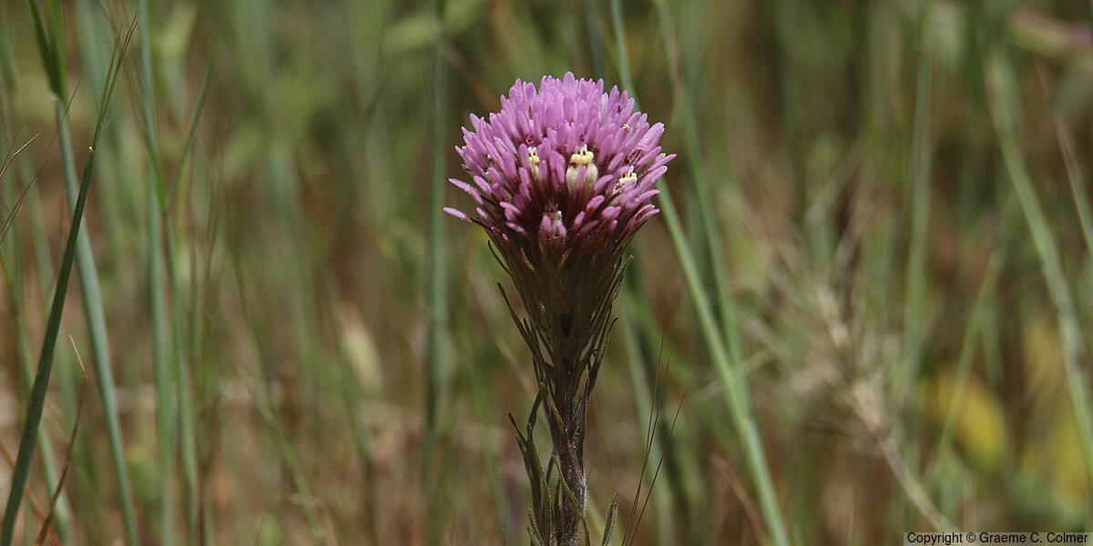 Exserted Indian Paintbrush (Castilleja exserta) - Exserted Indian Paintbrush