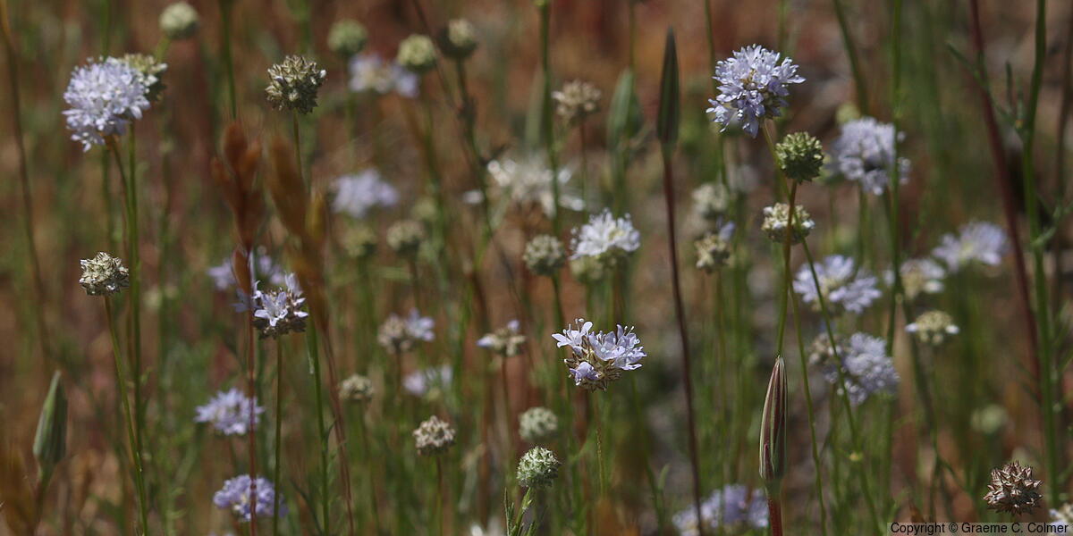 Bluehead Gilia (Gilia capitata) - Bluehead Gilia