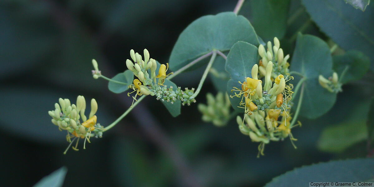 Chaparral Honeysuckle (Lonicera interrupta) - Chaparral Honeysuckle