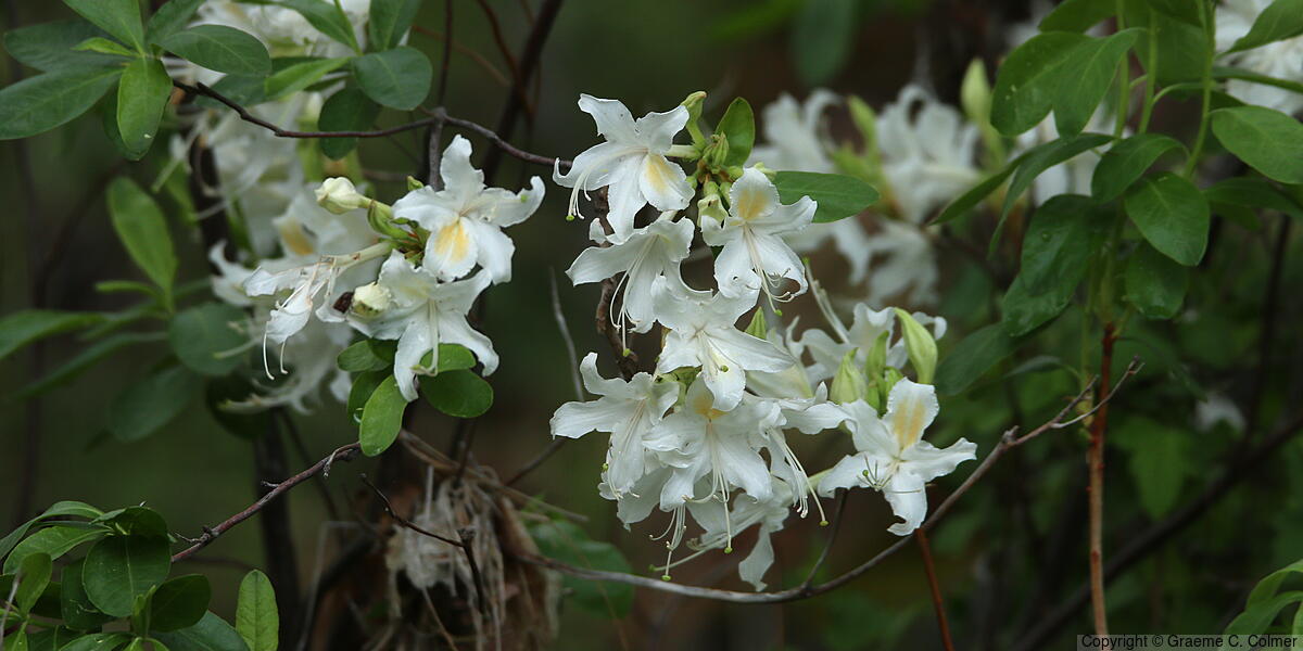 Western Azalea (Rhododendron occidentale) - Western Azalea