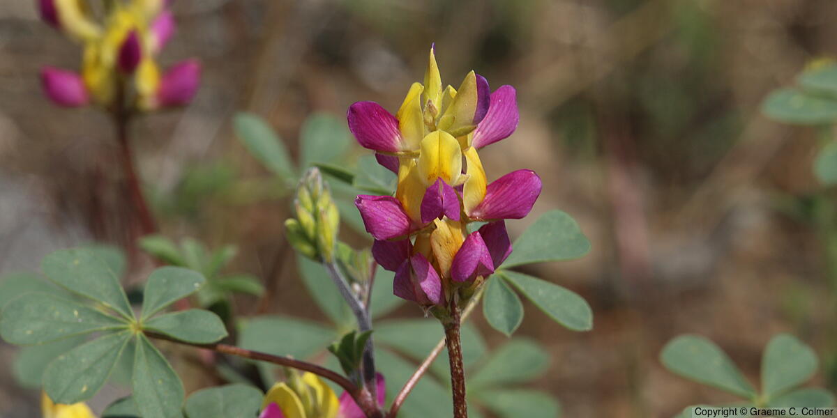 Harlequin Annual Lupine (Lupinus stiversii) - Harlequin Lupine