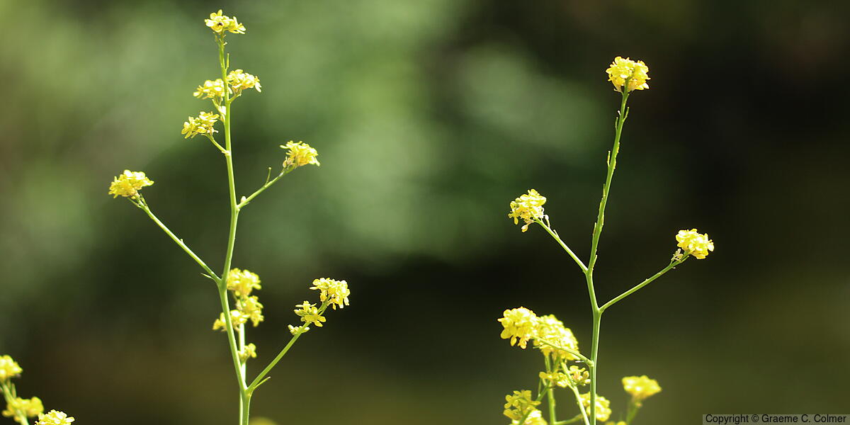 Black Mustard (Brassica nigra) - Black Mustard