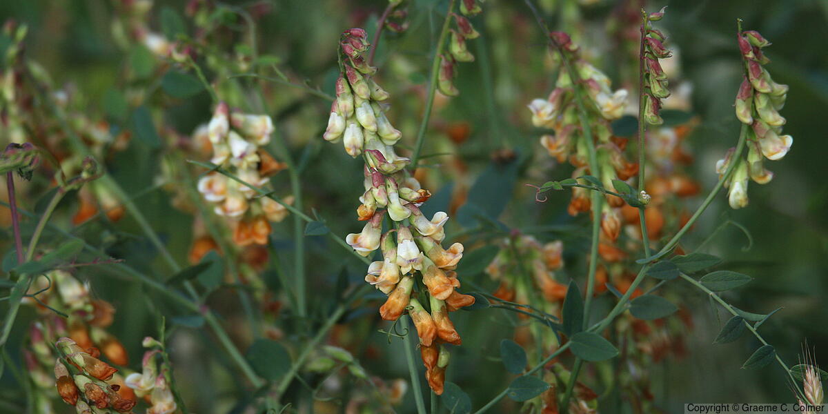 Snub Pea (Lathyrus sulphureus) - Snub Pea