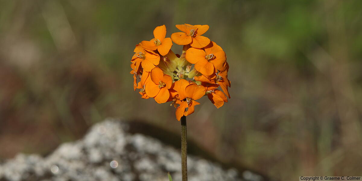 Coast Wallflower (Erysimum capitatum) - Western wallflower