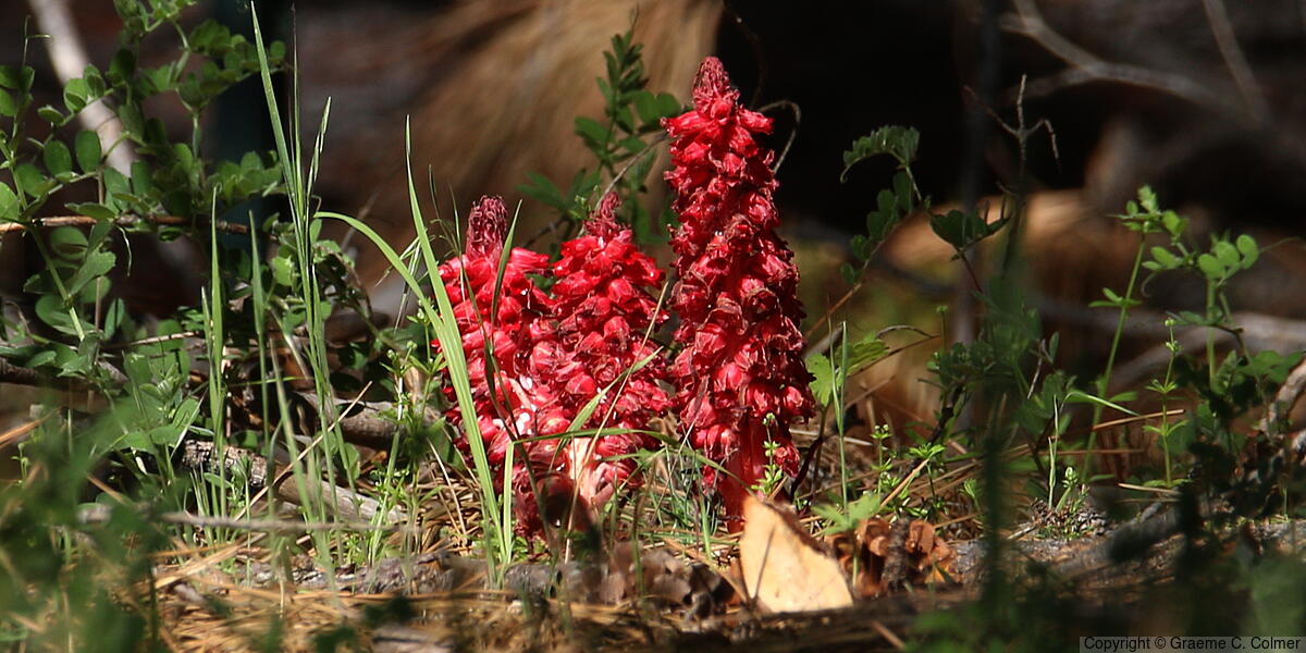 Snowplant (Sarcodes sanguinea) - Snow Plant