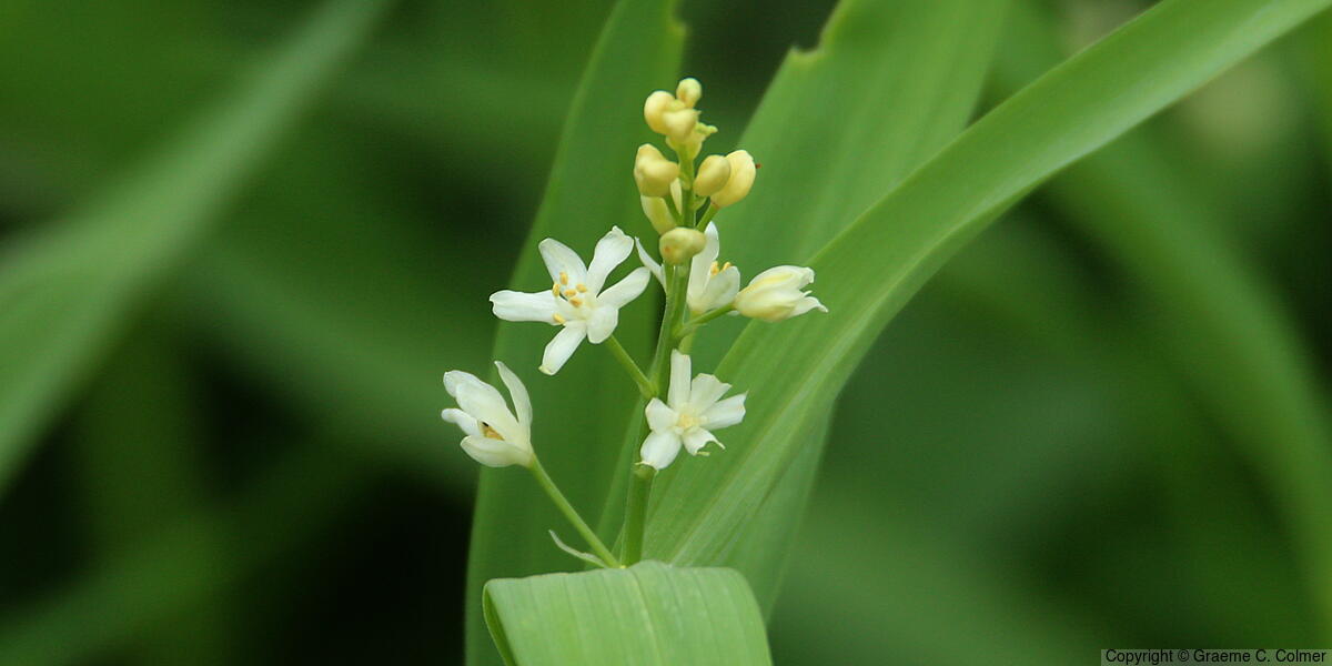 False Solomon's Seal (Maianthemum stellatum) - False Solomon's Seal
