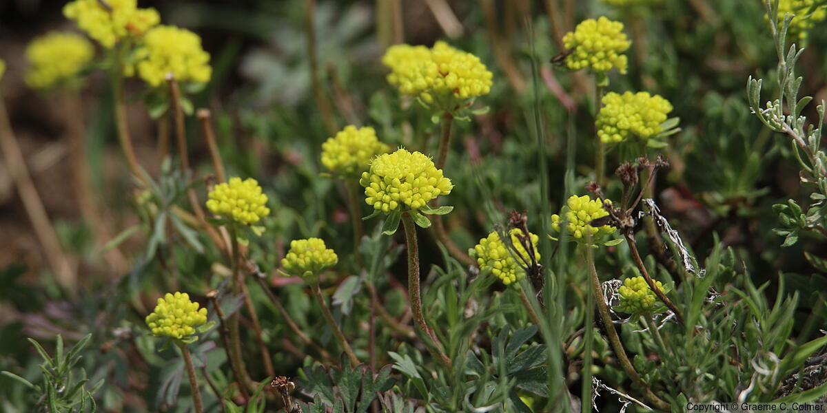 Sulphur Flower Buckwheat (Eriogonum umbellatum) - Sulphur Flower Buckwheat
