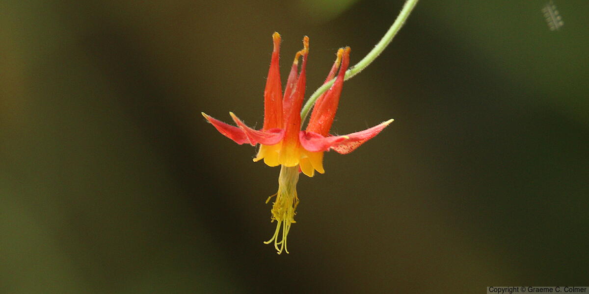Western Columbine (Aquilegia formosa) - Western Columbine