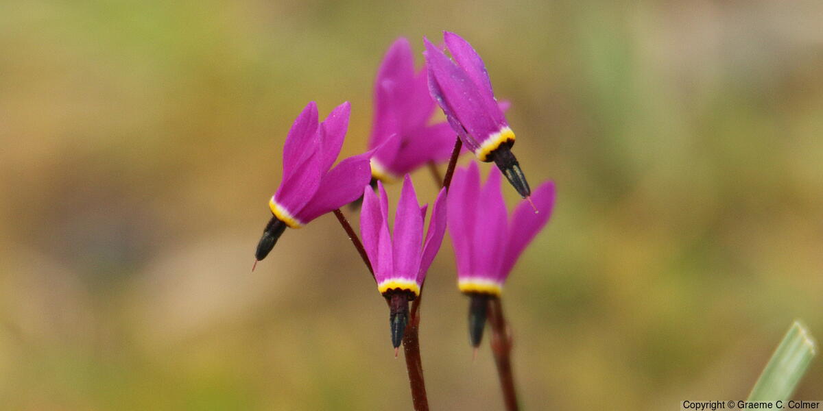 Mosquito Bills (Primula hendersonii) - Mosquito Bills