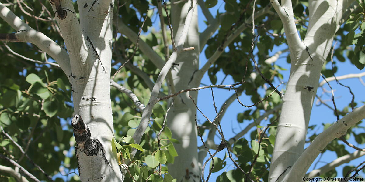 Quaking Aspen (Populus tremuloides) - Quaking Aspen