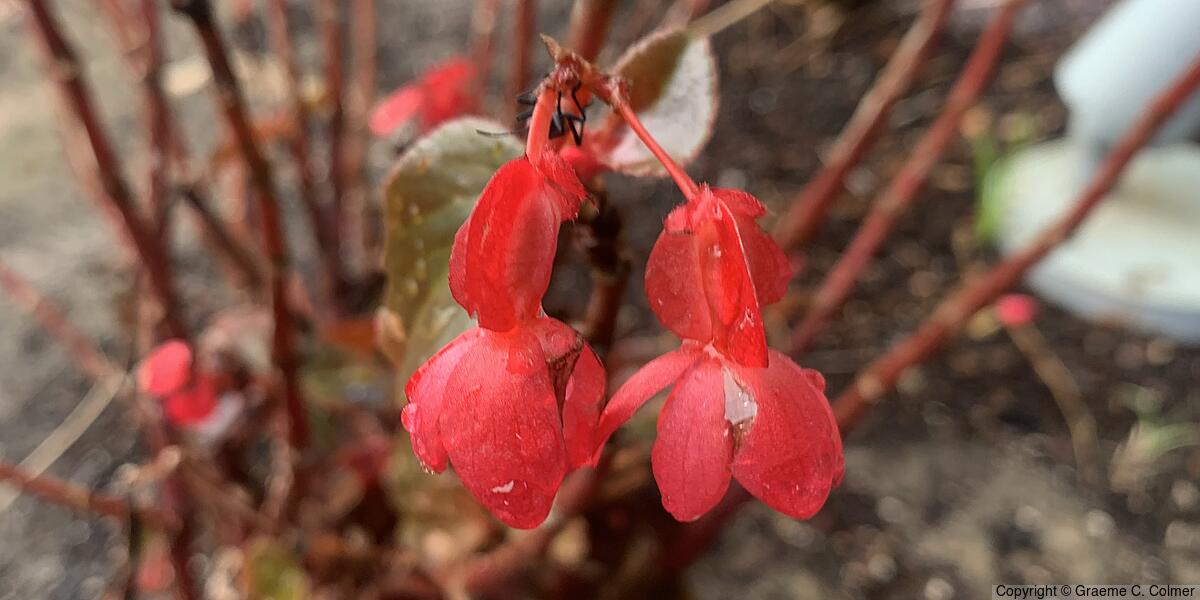 Wax Begonia (Begonia cucullata) - Wax Begonia