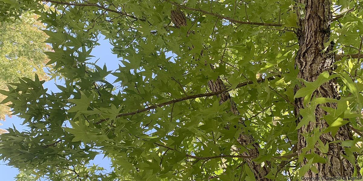 Sweetgum (Liquidambar styraciflua) - Sweetgum