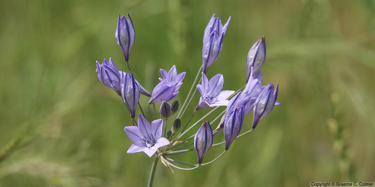Ithuriel's Spear (Triteleia laxa) - Ithuriel's Spear