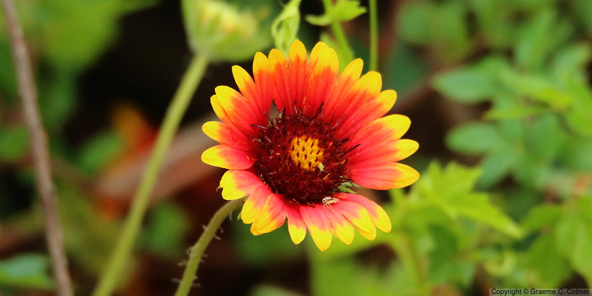 Firewheel (Gaillardia pulchella) - Firewheel