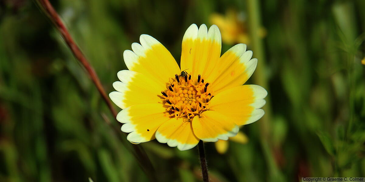 Coastal Tidytips (Layia platyglossa) - Coastal Tidytips
