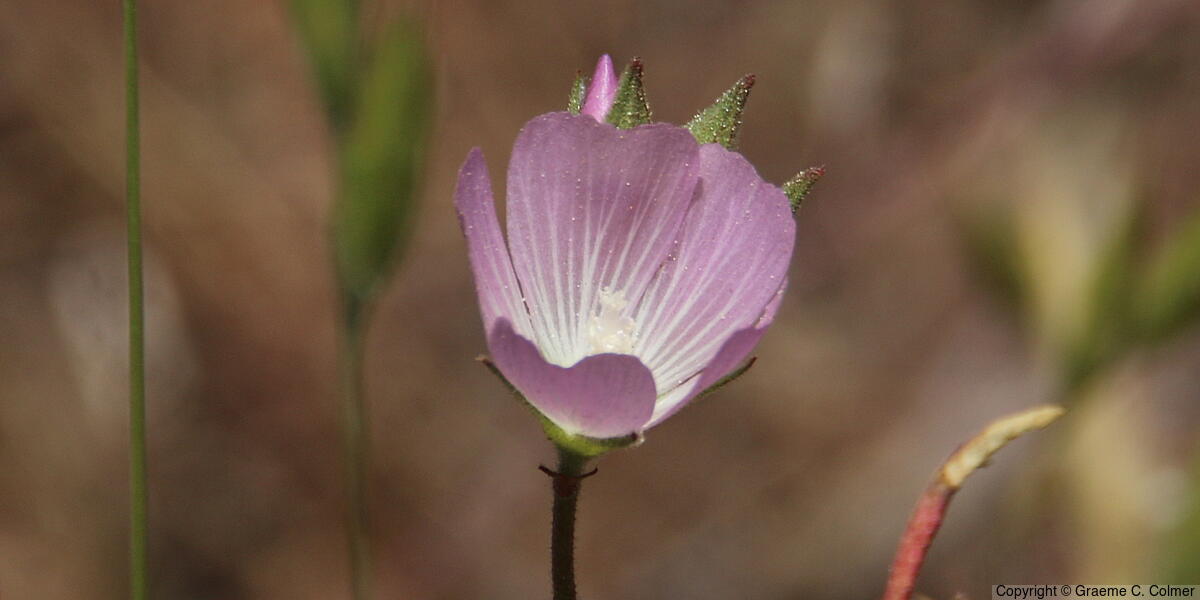Fringed Checkerbloom (Sidalcea diploscypha) - Fringed Checkerbloom