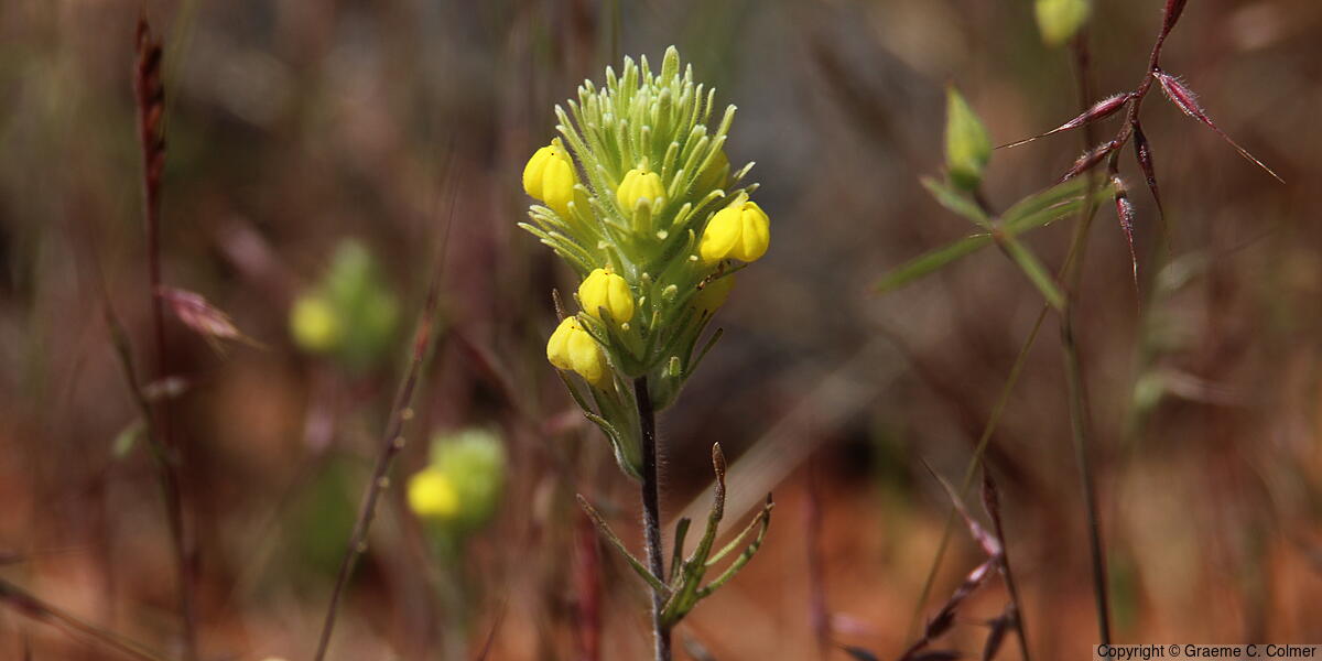 Cutleaf Indian Paintbrush (Castilleja lacera) - Cutleaf Indian Paintbrush