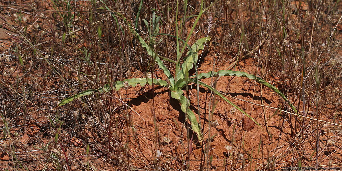 Wavyleaf Soap Plant (Chlorogalum pomeridianum) - Wavyleaf Soap Plant