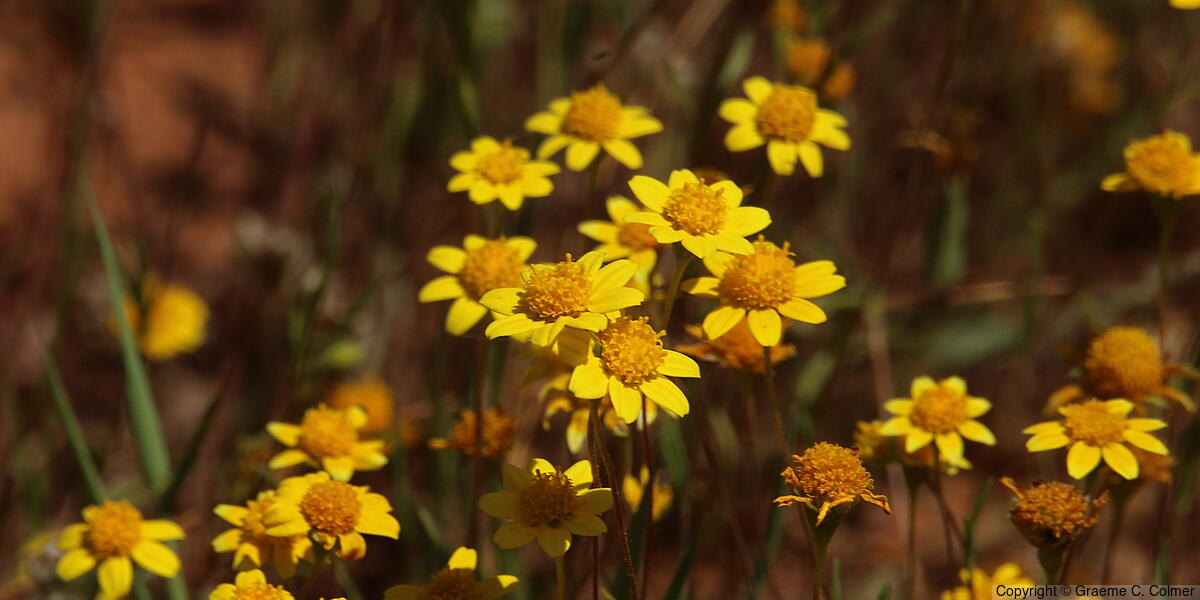 California Goldfields (Lasthenia californica) - California Goldfields
