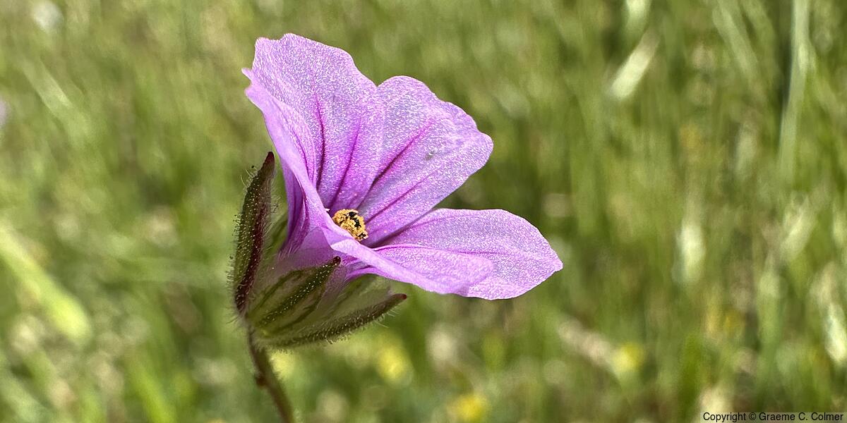 Longbeak Stork's Bill (Erodium botrys) - Longbeak Stork's Bill