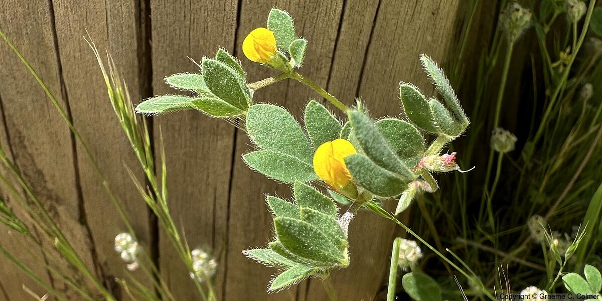 Chilean Bird's-foot Trefoil (Acmispon wrangelianus) - Chilean Bird's-foot Trefoil