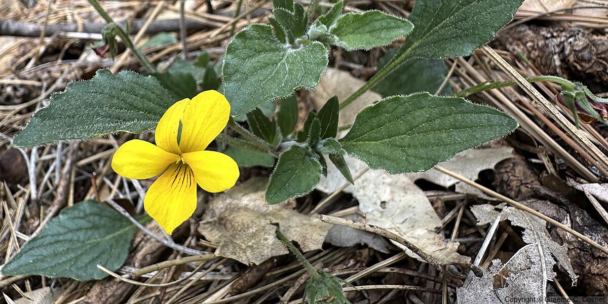 Goose-foot Yellow Violet (Viola purpurea) - Goose-foot Yellow Violet