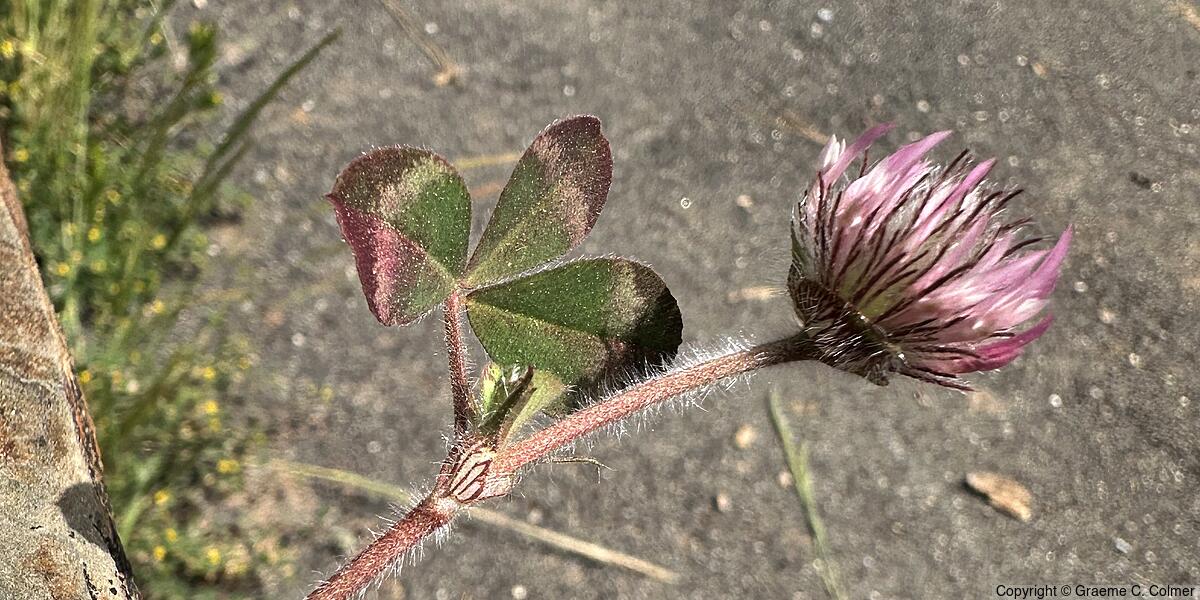 Rose Clover (Trifolium hirtum) - Rose Clover