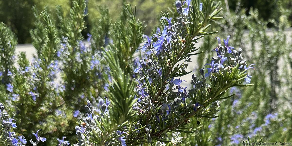 Romero (Rosmarinus officinalis) - Romero