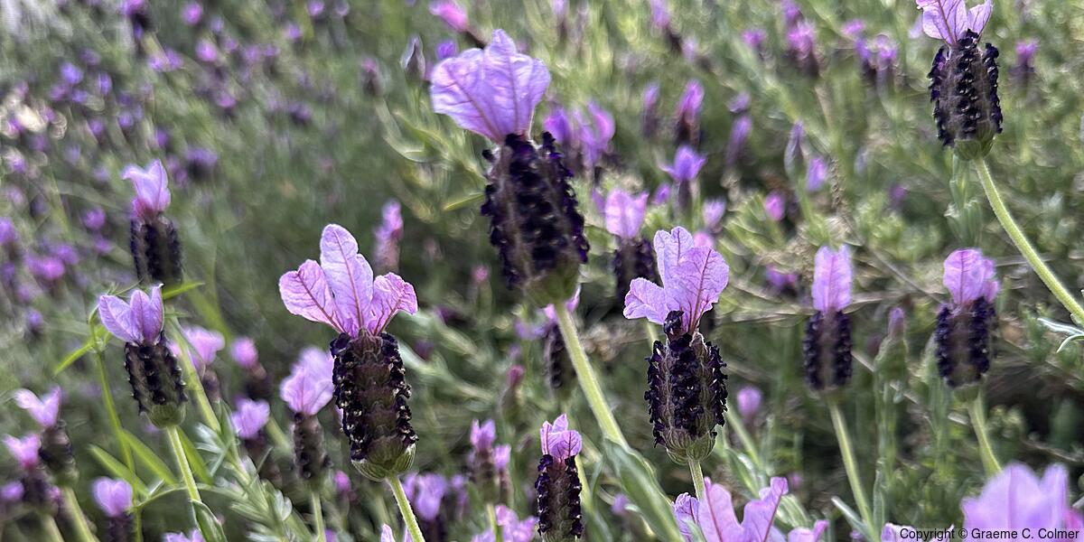 French Lavender (Lavandula stoechas) - French Lavender
