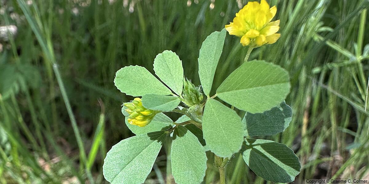 Suckling Clover (Trifolium dubium) - Suckling Clover