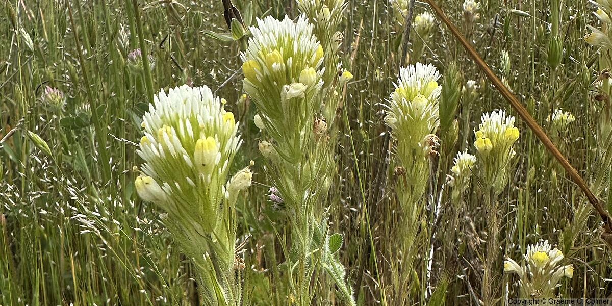 Sagebrush Indian Paintbrush (Castilleja lineariiloba) - Sagebrush Indian Paintbrush
