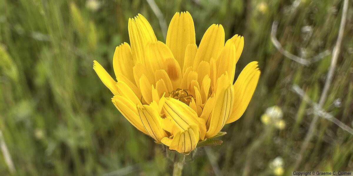 Annual Agoseris (Agoseris heterophylla) - Annual Agoseris