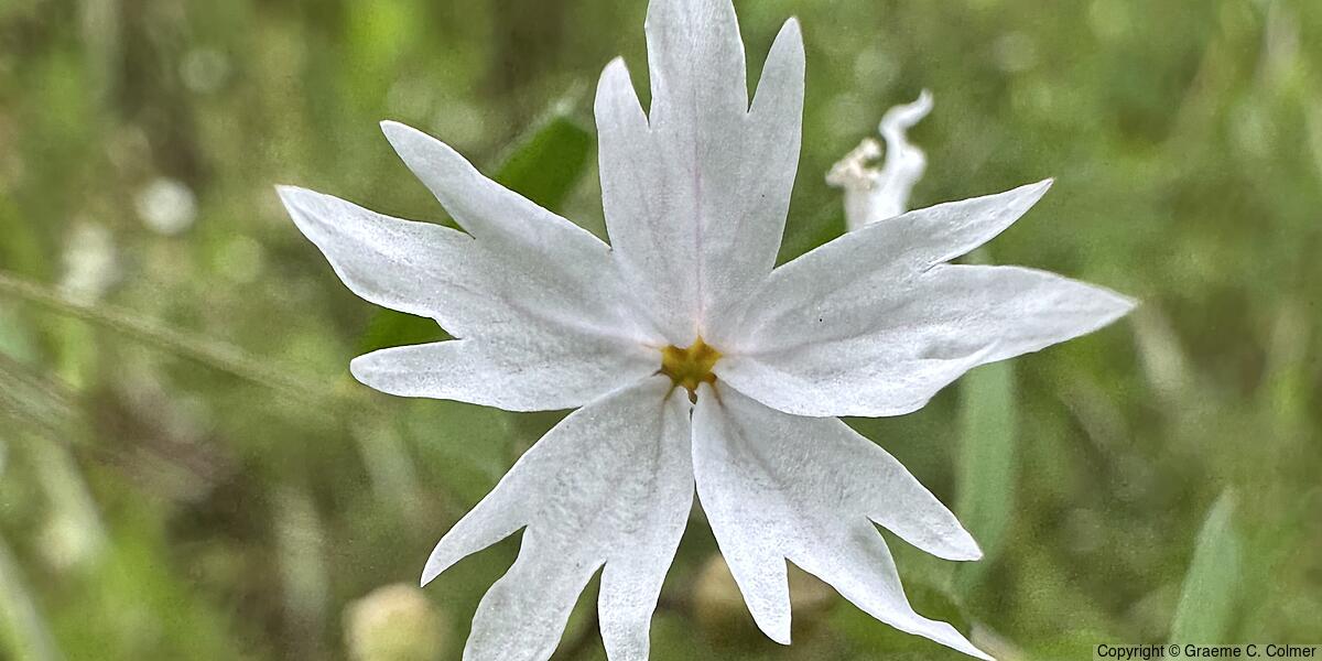 San Francisco Woodland-star (Lithophragma affine) - San Francisco Woodland-star