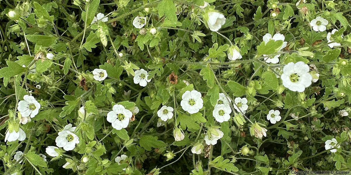 Small Baby Blue Eyes (Nemophila heterophylla) - Small Baby Blue Eyes