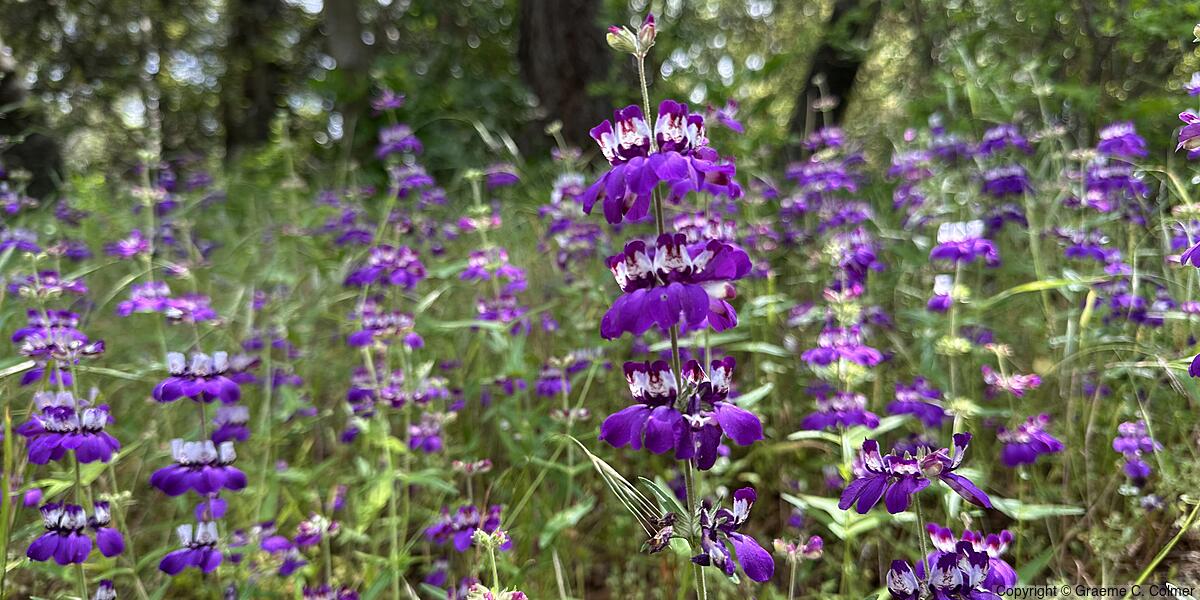 Purple Chinese Houses (Collinsia heterophylla) - Purple Chinese Houses