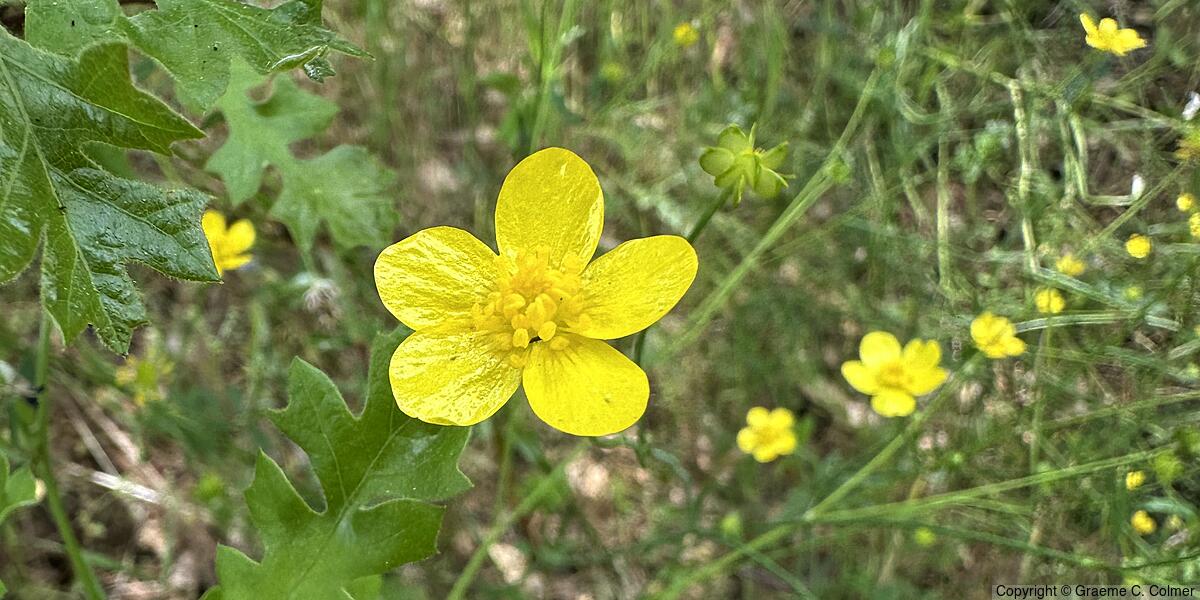 Western Buttercup (Ranunculus occidentalis) - Western Buttercup