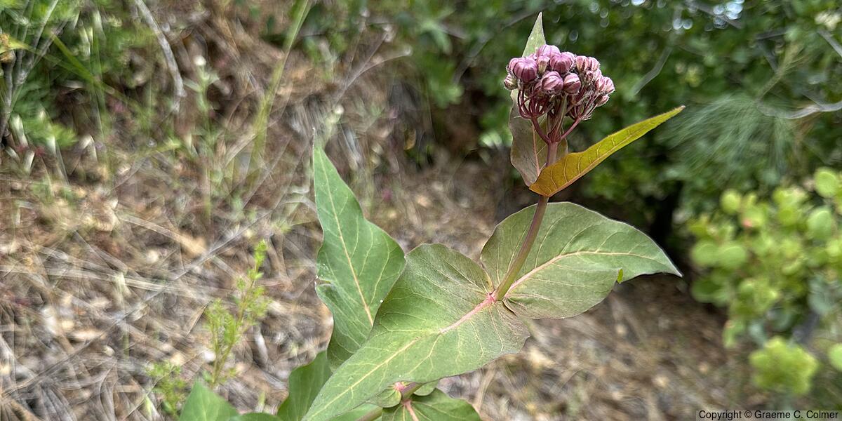 Purple Milkweed (Asclepias cordifolia) - Purple Milkweed