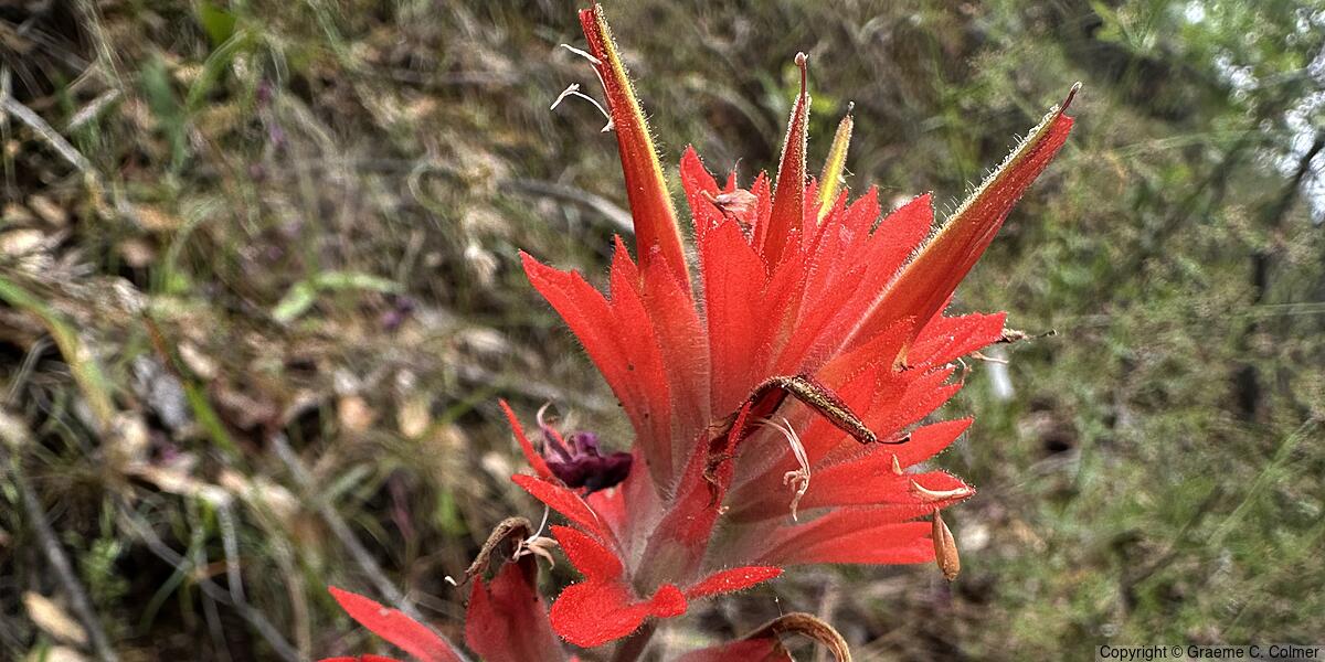 Coast Indian Paintbrush (Castilleja affinis) - Coast Indian Paintbrush