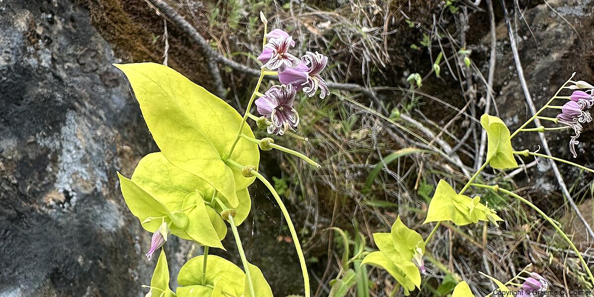 Shieldplant (Streptanthus tortuosus) - Shieldplant